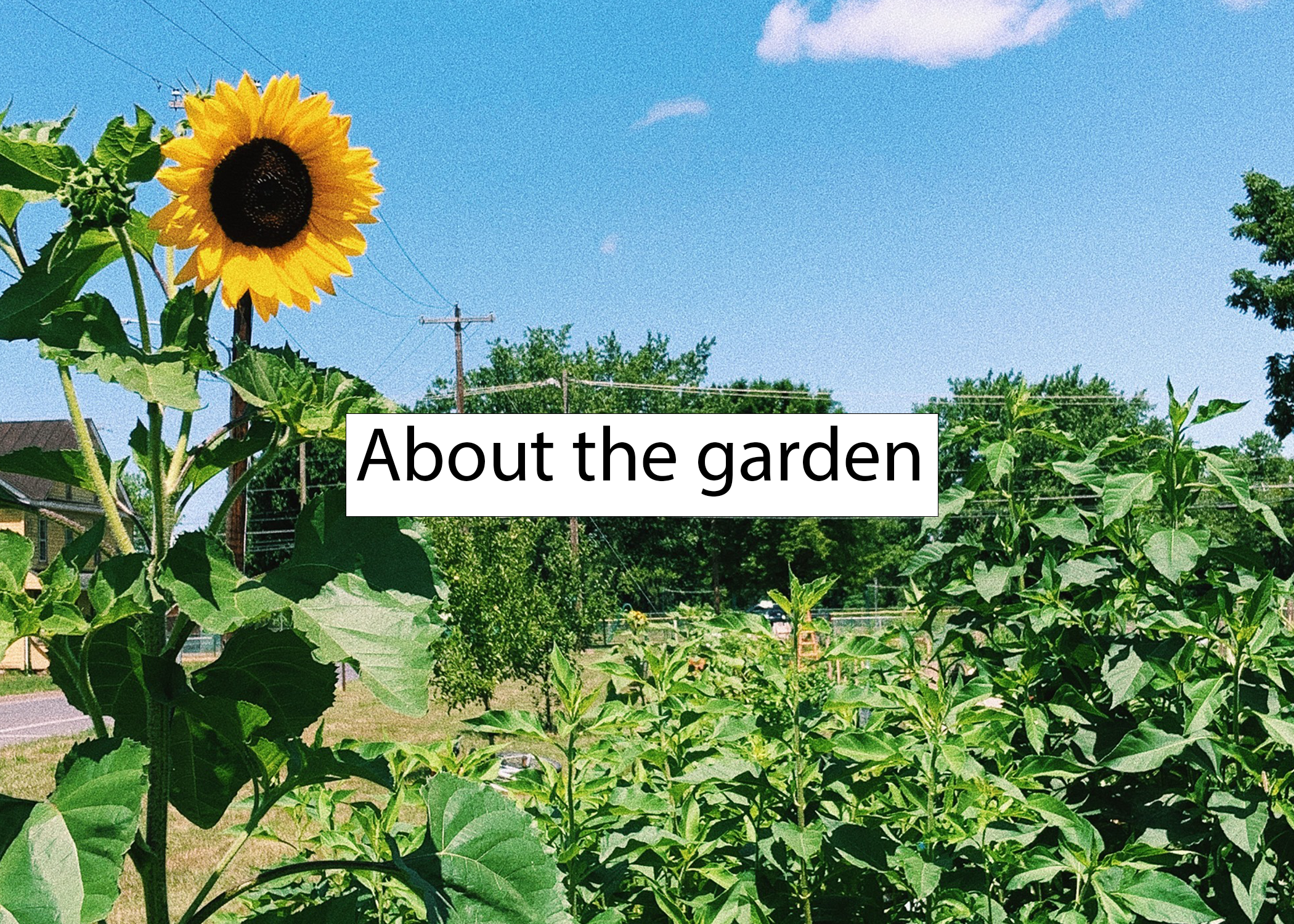 Picture of the garden with prominent sunflower labeled "About the garden"