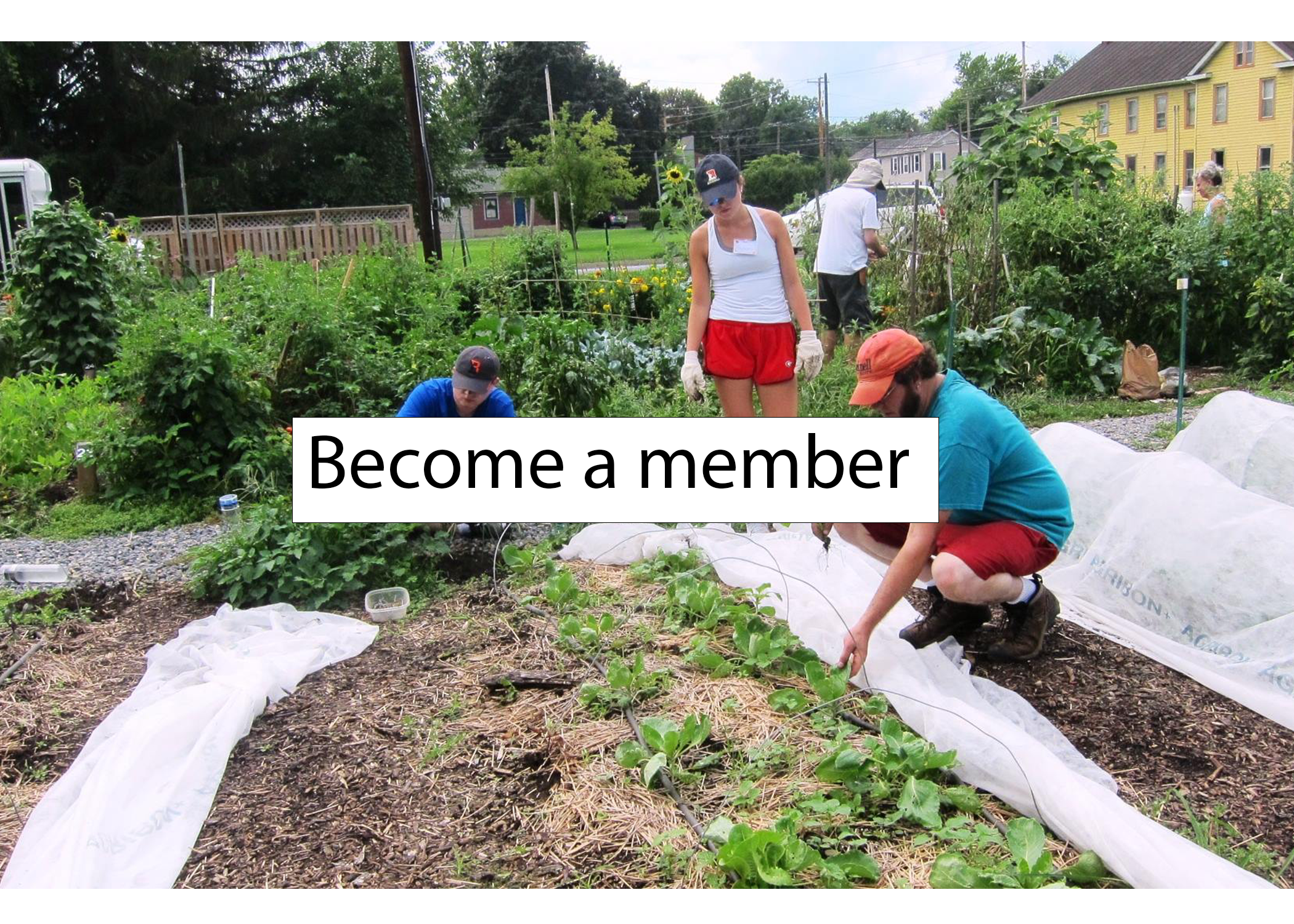 Three people around a plot at work. Labeled "Become a member" 