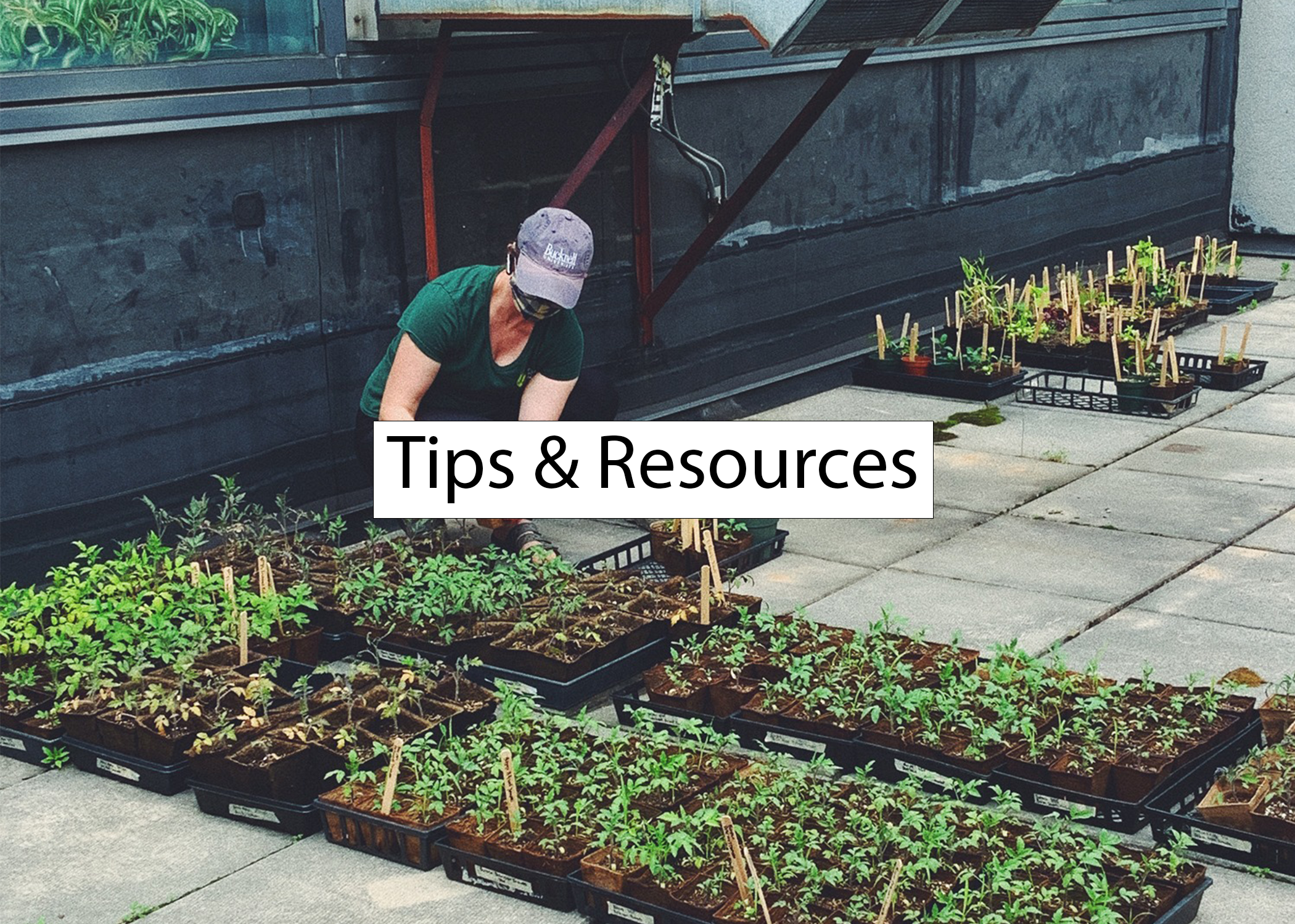 Image of a person working on multiple trays of seedlings. Labeled "Tips and Resources"